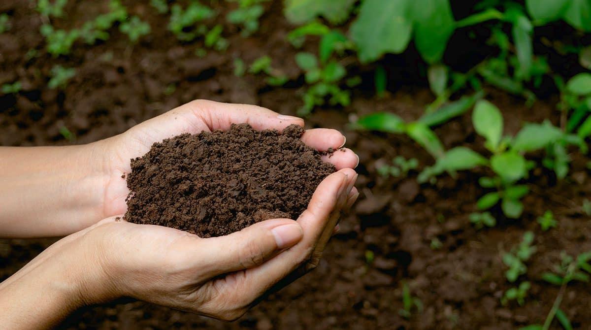 The Science Below the Surface: Soil Health in Modern Landscaping