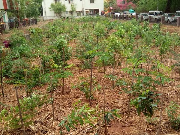 Miyawaki Forests in India: A Practical Guide to Designing, Planting & Maintaining Urban Forests