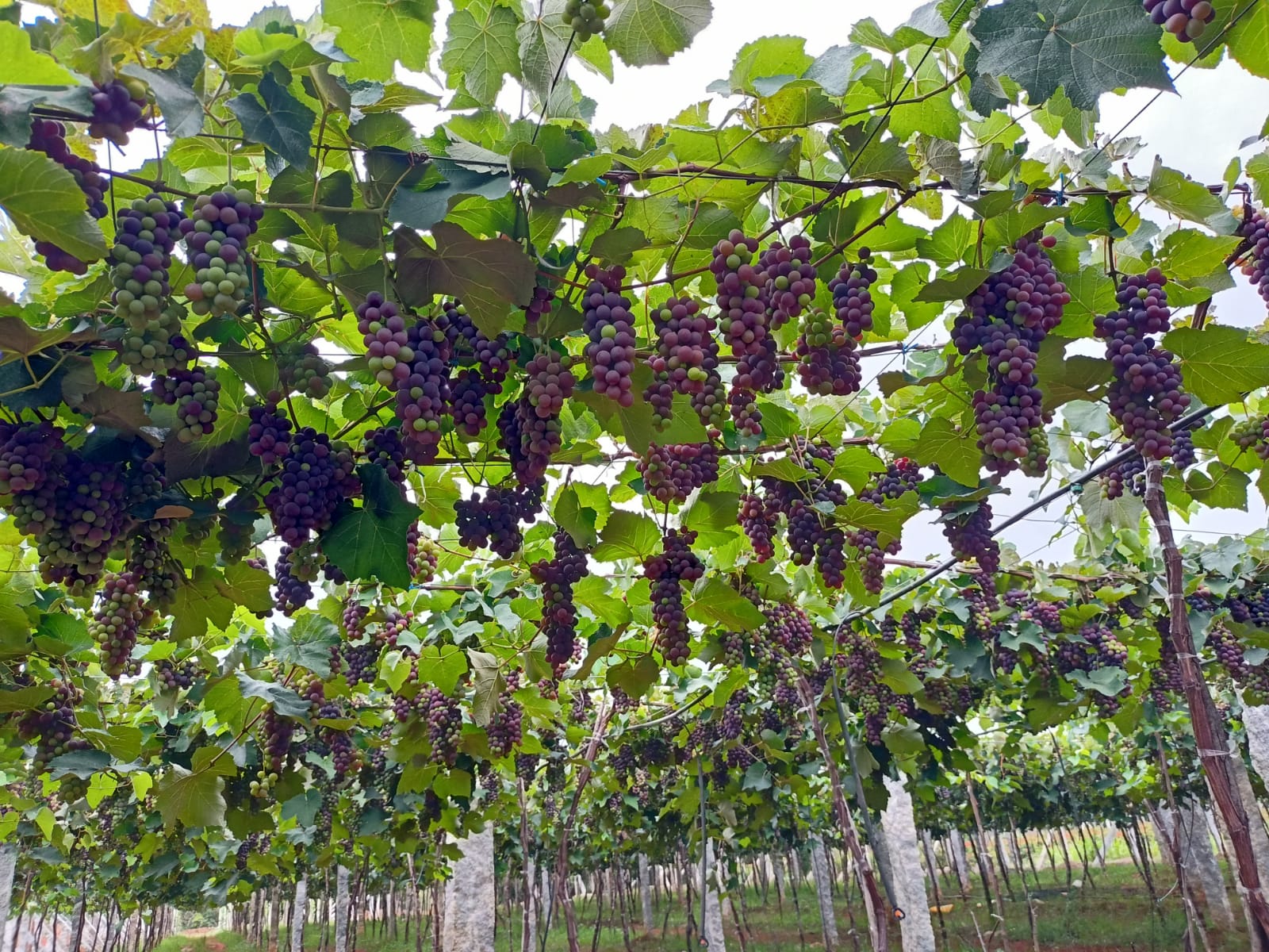 Integrated Agro-Farming and Farm Tourism Development Project