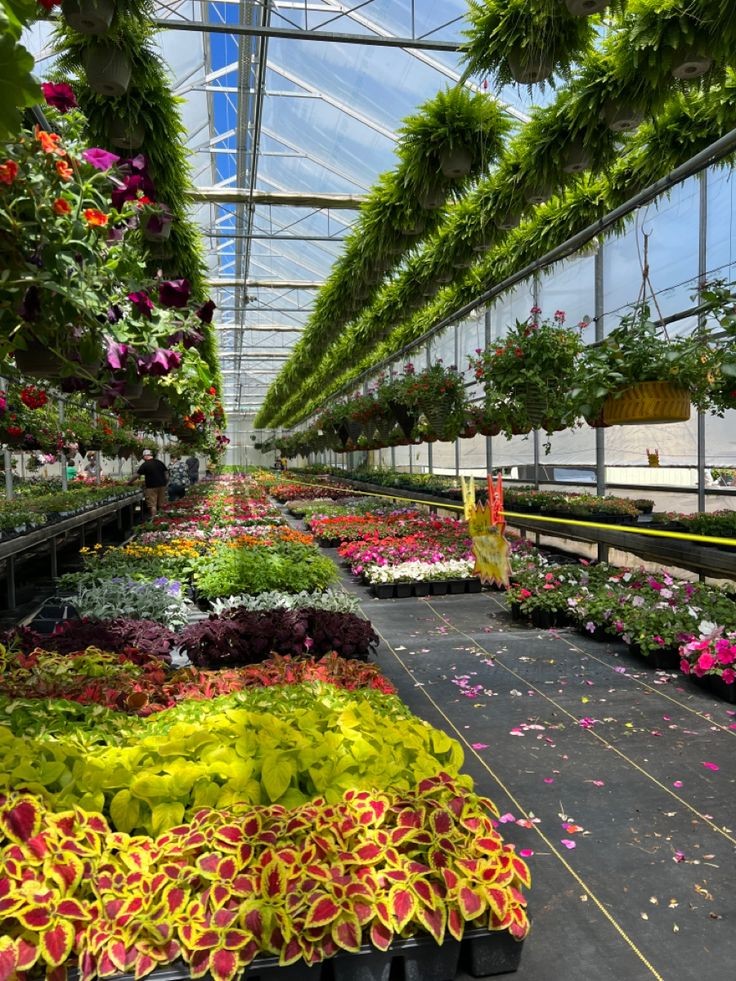 Ornamental, Flowering & Indoor/Outdoor Plants
