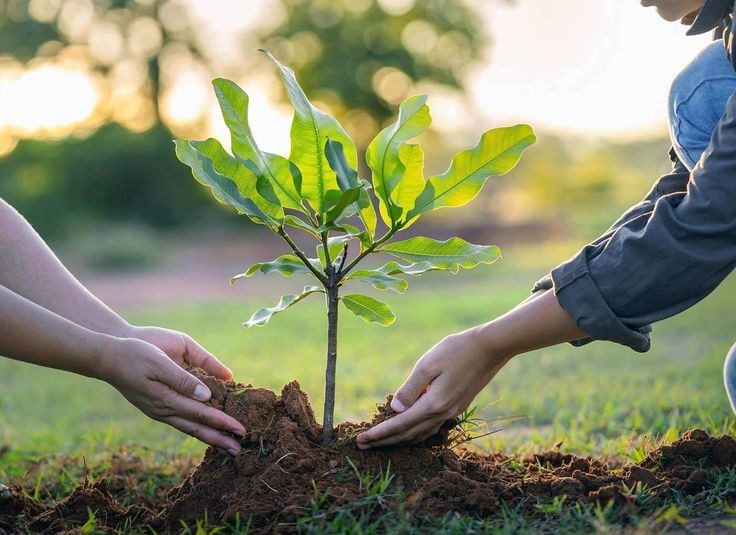 Soil & Plant Nutrition Advisory