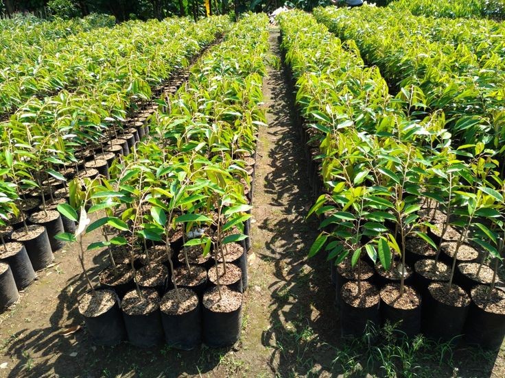 Fruit & Plantation