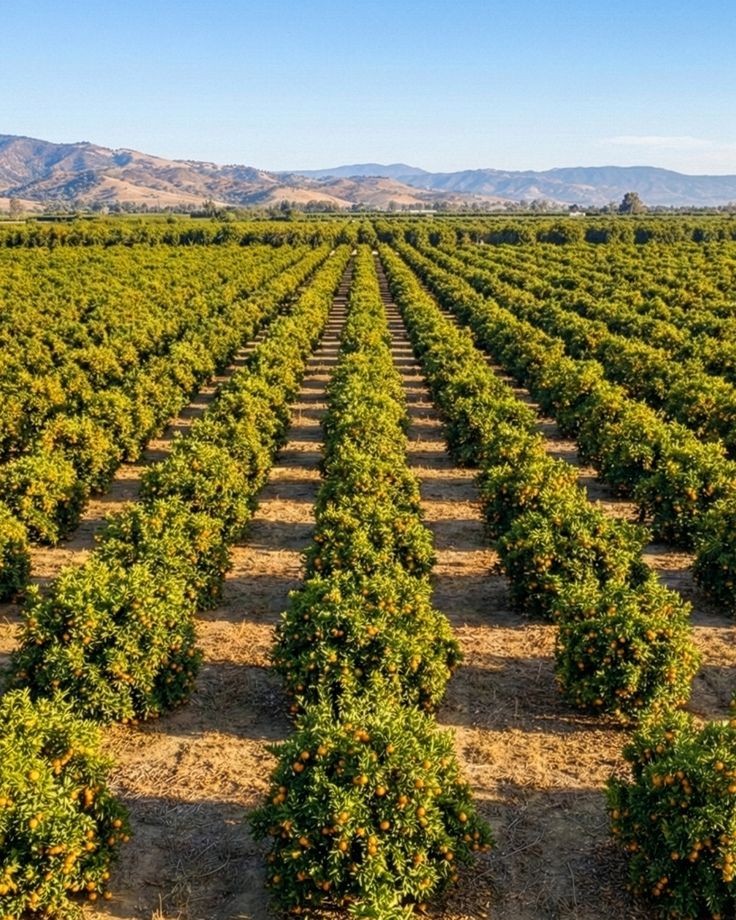 Farm & Orchard Planning & Development