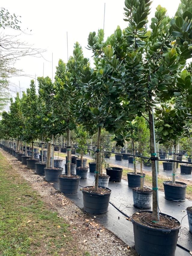 Forestry & Avenue Trees