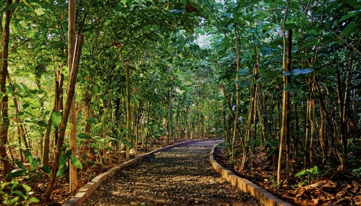 Miyawaki forest