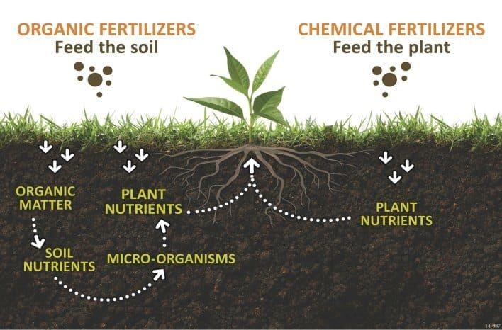Plant Health Diagnosis & Improvement Plans